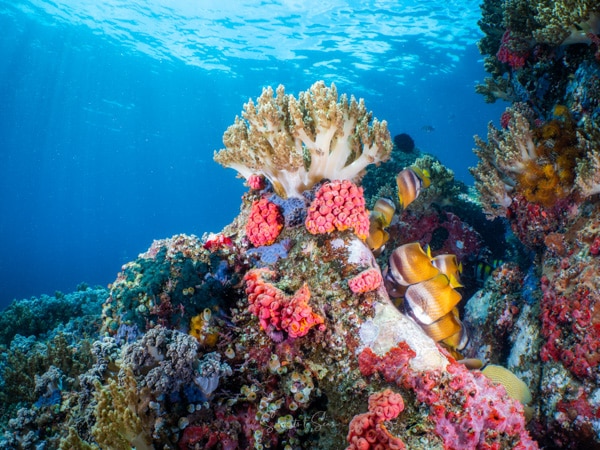 diving Reef indonesia