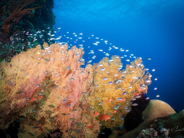 diving Reef indonesia