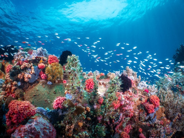 diving Reef indonesia