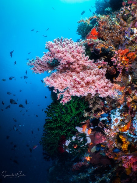 diving Reef indonesia