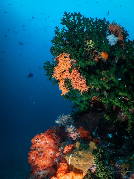 diving Reef indonesia