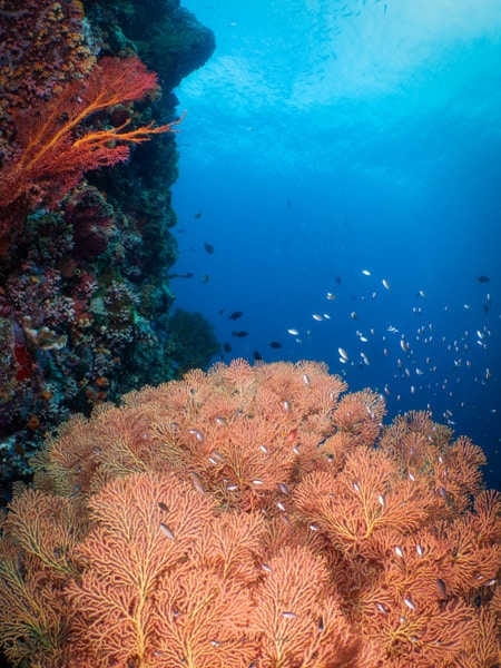 diving Reef indonesia