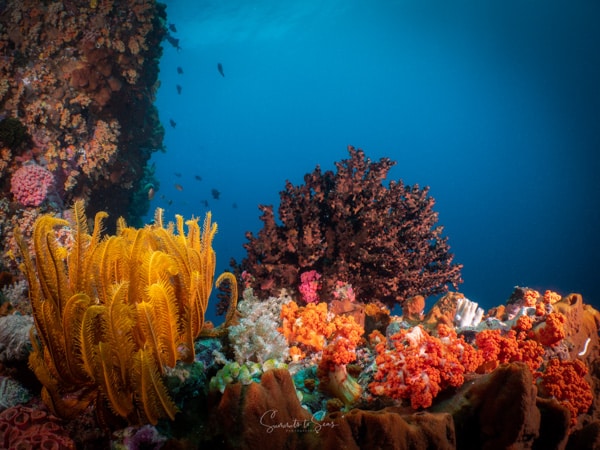 diving Reef indonesia