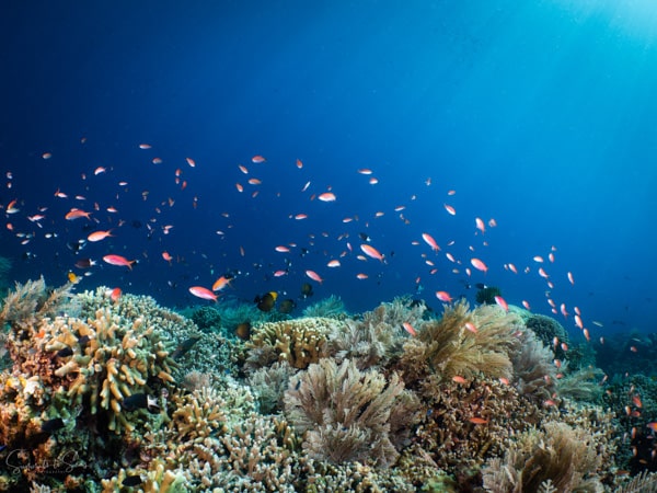 diving Reef indonesia