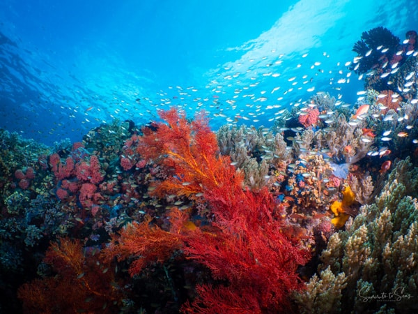 diving Reef indonesia bangka