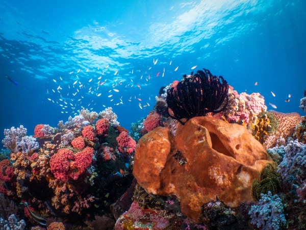diving Reef indonesia bangka