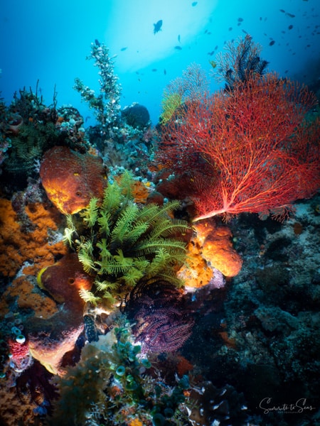 diving Reef indonesia