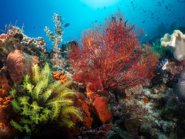 diving Reef indonesia