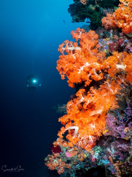 diving Reef indonesia