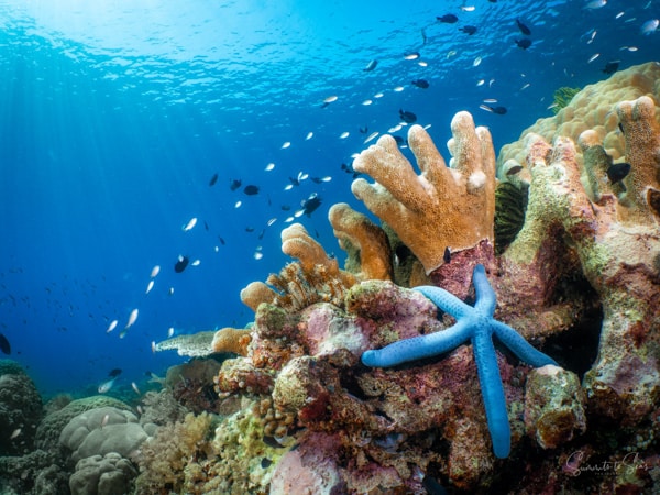 Reef siladen diving indonesia sulawesi