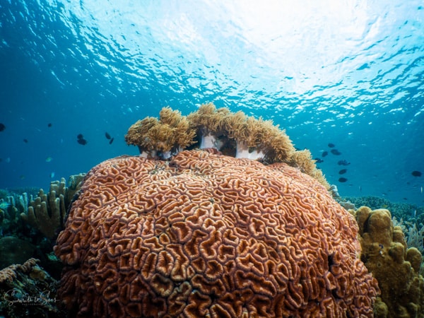 Reef siladen diving indonesia sulawesi