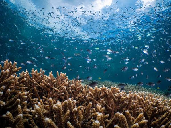 Reef siladen diving indonesia sulawesi