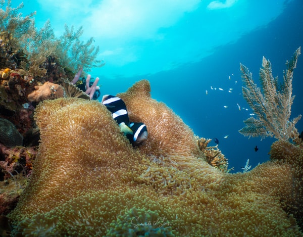 Reef siladen diving indonesia sulawesi