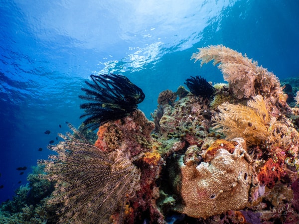 diving Reef indonesia