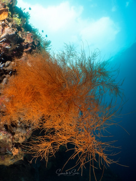 Reef siladen diving indonesia sulawesi