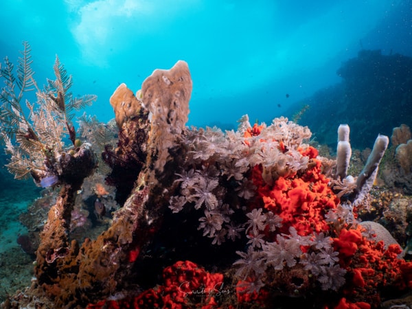 Reef siladen diving indonesia sulawesi