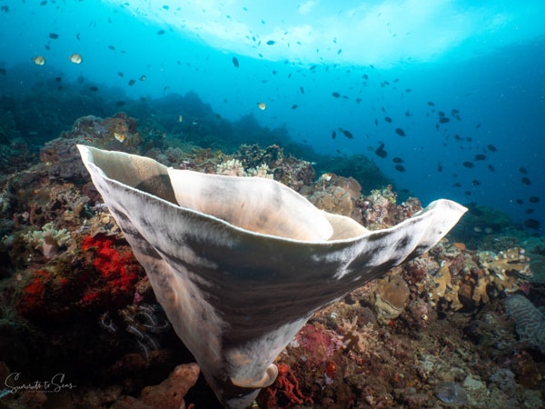 Reef siladen diving indonesia sulawesi