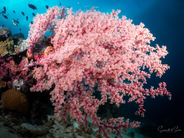 Reef siladen diving indonesia sulawesi