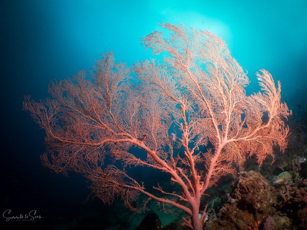 Reef siladen diving indonesia sulawesi