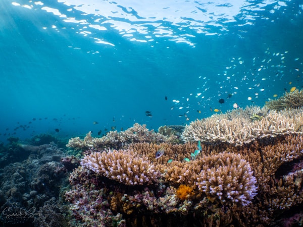 Reef siladen diving indonesia sulawesi