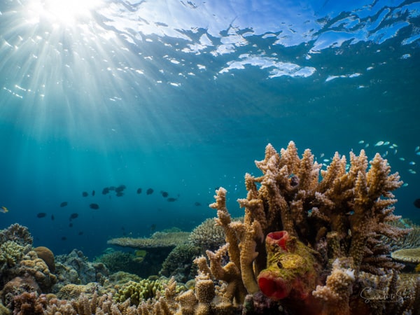 Reef siladen diving indonesia sulawesi