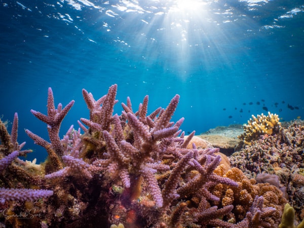 Reef siladen diving indonesia sulawesi