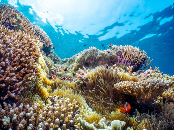 Reef siladen diving indonesia sulawesi