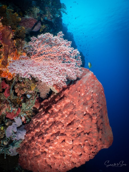 diving Reef indonesia