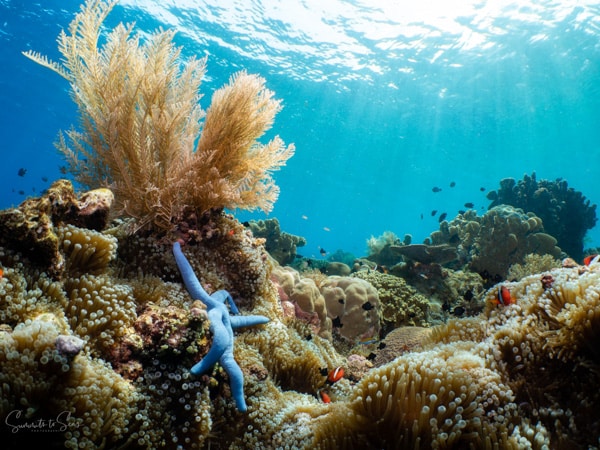 Reef diving indonesia sulawesi siladen