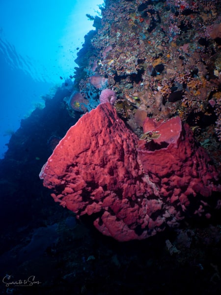 Reef diving indonesia sulawesi siladen