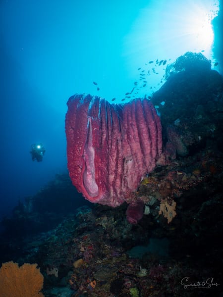 Reef diving indonesia sulawesi siladen