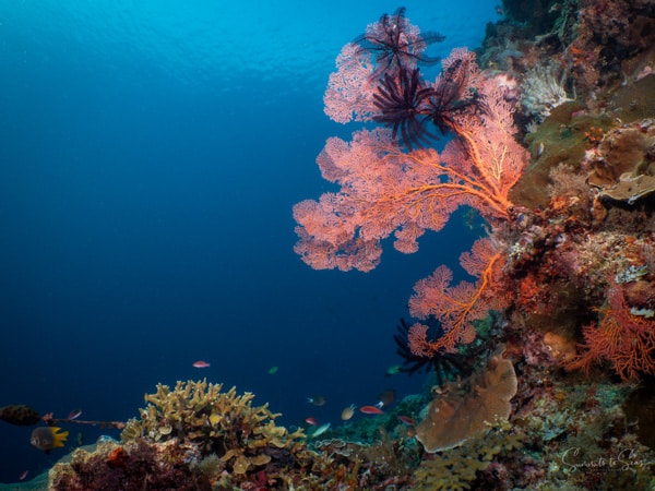 Reef diving indonesia sulawesi siladen