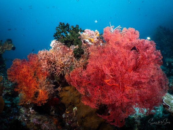 Reef diving indonesia sulawesi siladen