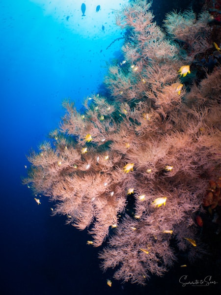 diving Reef indonesia