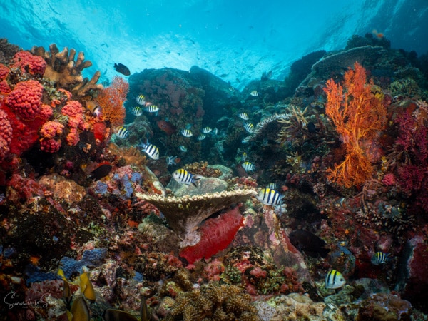 Reef diving indonesia sulawesi siladen