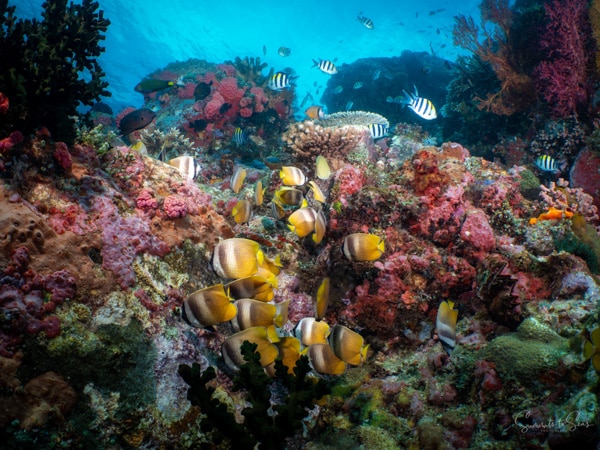 Reef diving indonesia sulawesi siladen