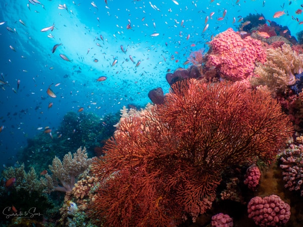 Reef diving indonesia sulawesi siladen