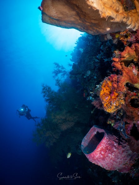 Reef diving indonesia sulawesi siladen