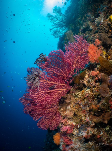 Reef diving indonesia sulawesi siladen