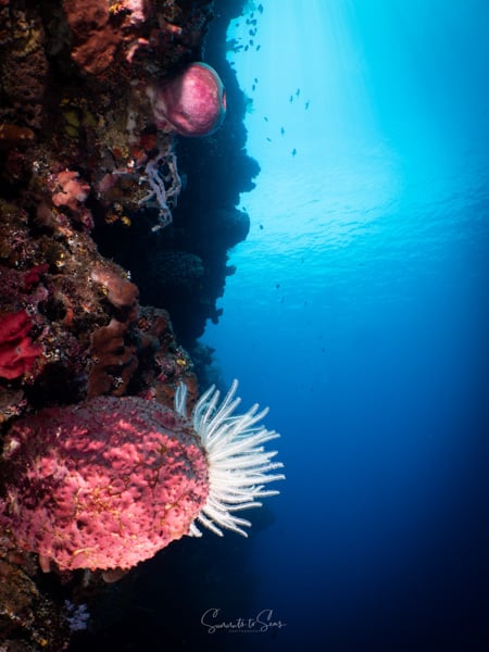 Reef diving indonesia sulawesi siladen