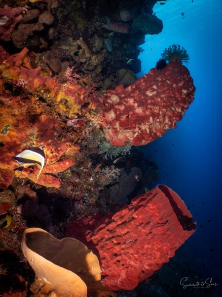Reef diving indonesia sulawesi siladen