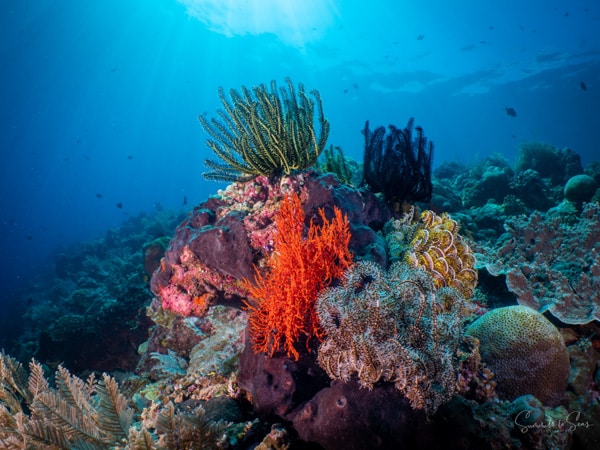 Reef diving indonesia sulawesi siladen