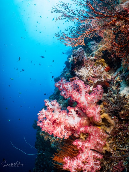 diving Reef indonesia