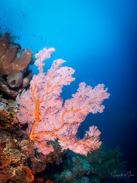 Reef diving indonesia sulawesi siladen