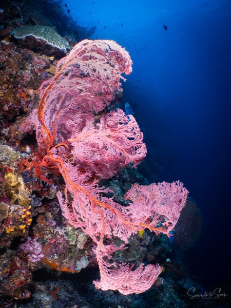 diving Reef indonesia