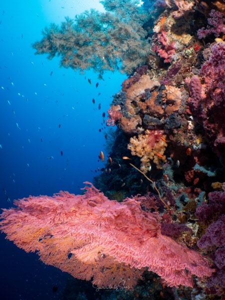 diving Reef indonesia