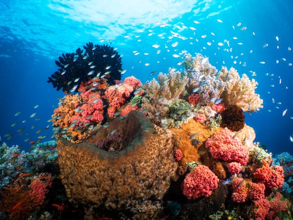 diving Reef indonesia