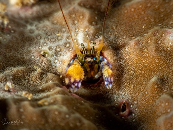 Right handed hermit crab diving indonesia sulawesi siladen