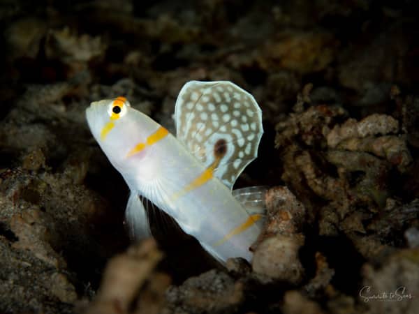 Signal goby diving indonesia sulawesi siladen