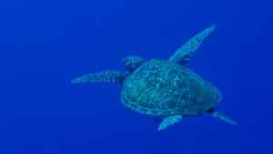 tourtle diving indonesia